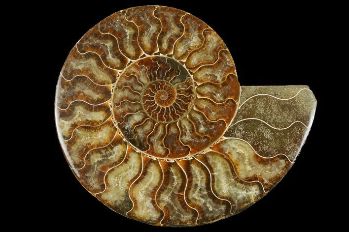 Cut & Polished Ammonite Fossil (Half) - Madagascar #158026